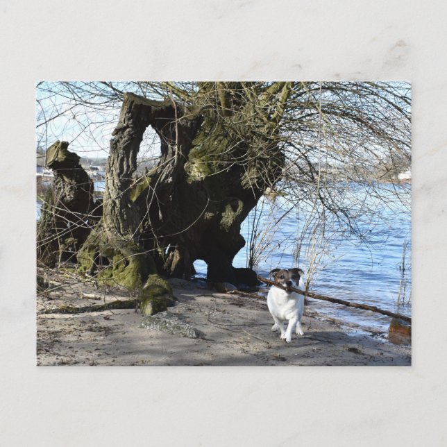 Capo von Oppenheim, Jack Russell Terrier Hund Vykort (Framsida)