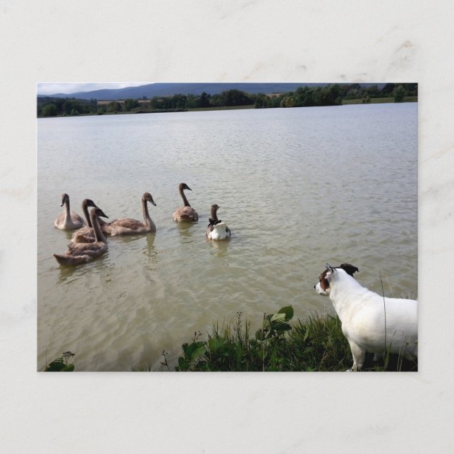 Capo von Oppenheim, Jack Russell Terrier Hund Vykort (Framsida)