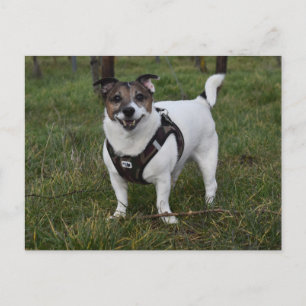 Capo von Oppenheim, Jack Russell Terrier Hund Vykort