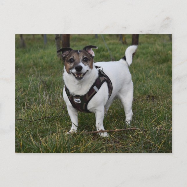 Capo von Oppenheim, Jack Russell Terrier Hund Vykort (Framsida)