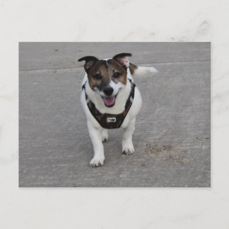 Capo von Oppenheim, Jack Russell Terrier Hund Vykort