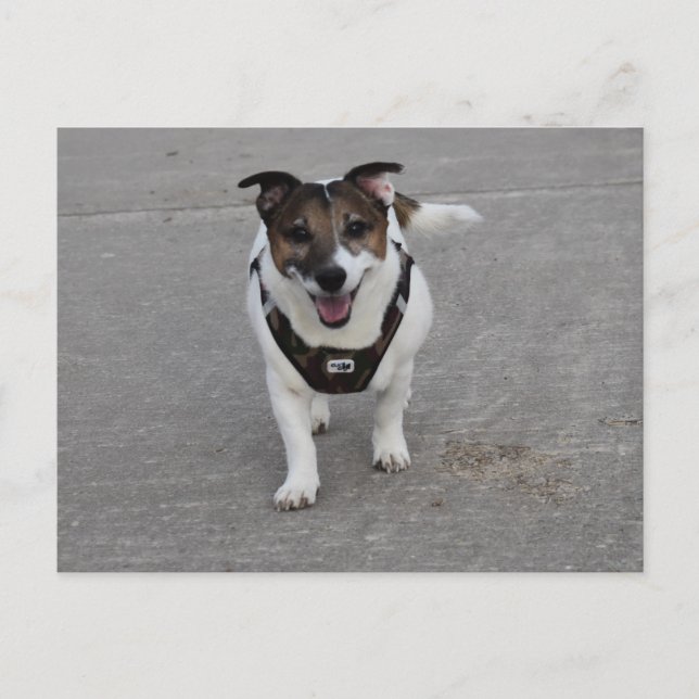 Capo von Oppenheim, Jack Russell Terrier Hund Vykort (Framsida)