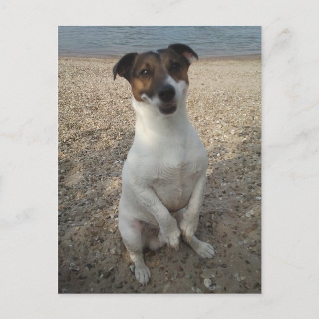 Capo von Oppenheim, Jack Russell Terrier hund Vykort (Framsida)