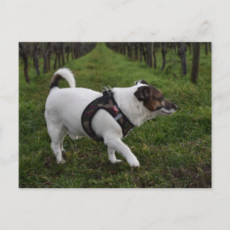 Capo von Oppenheim, Jack Russell Terrier hund Vykort