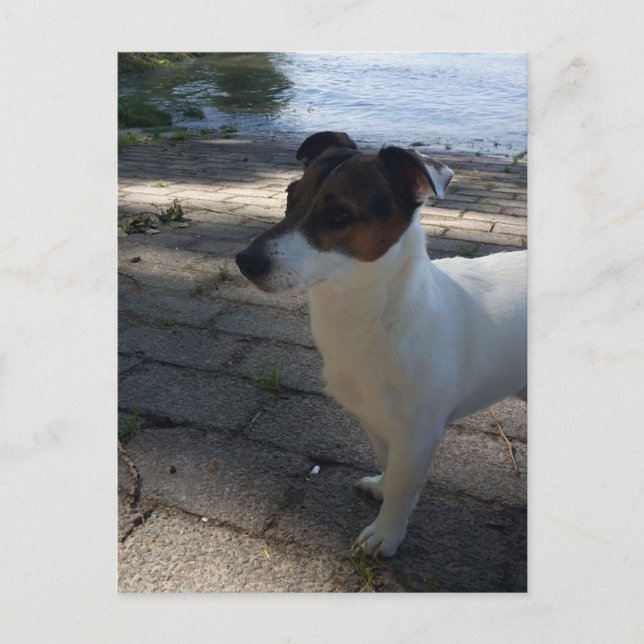 Capo von Oppenheim, Jack Russell Terrier hund Vykort (Framsida)