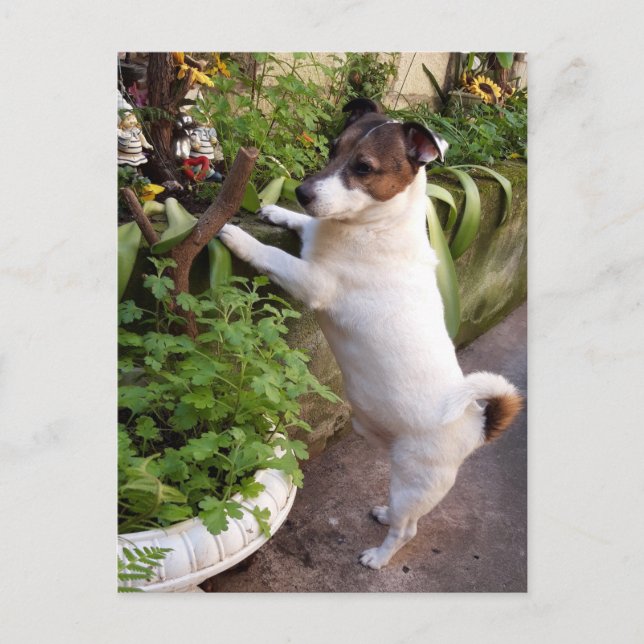 Capo von Oppenheim, Jack Russell Terrier Hund Vykort (Framsida)