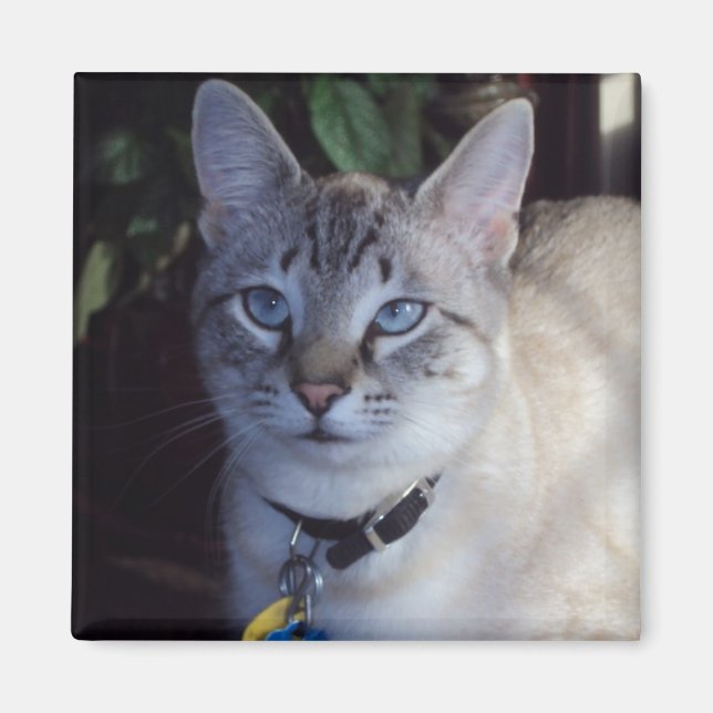 Cappuccino katten magnet (Framsidan)