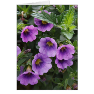 Capra Card 003 A Hälsningskort