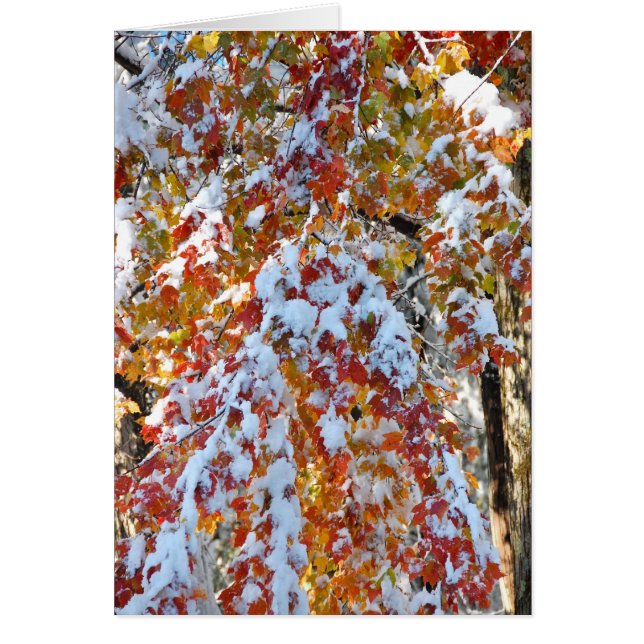 Caprice Hälsningskort (Framsidan)