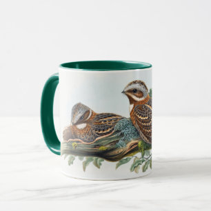 Caprimulgus Ruficollis Mugg