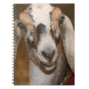 Caprine för rand för vit för Doe för Nubian Anteckningsbok Med Spiral