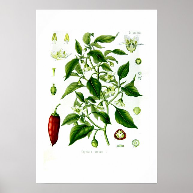 Capsicum annuum poster (Framsidan)
