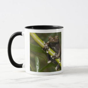 Captiv Tapichalaca Trädgroda Hyloscirtus 2 Mugg