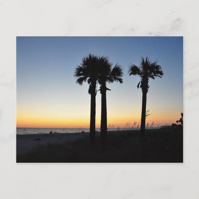 Captiva Island Handflatan Träd Sunset Florida Post Vykort (Framsida)
