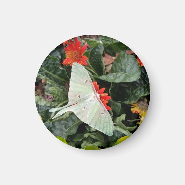Captivating Luna Moth Magnet (Framsidan)