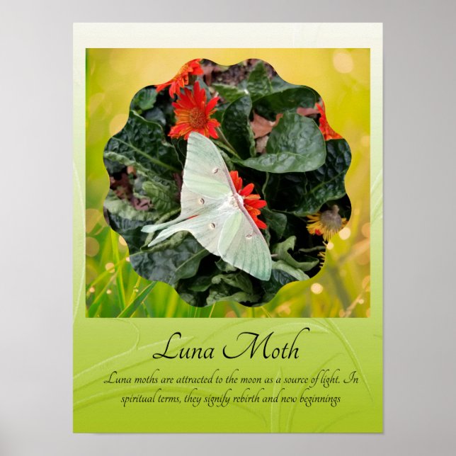 Captivating Luna Moth Poster (Framsidan)