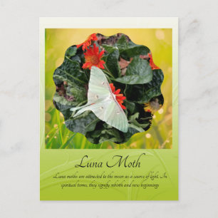 Captivating Luna Moth Vykort
