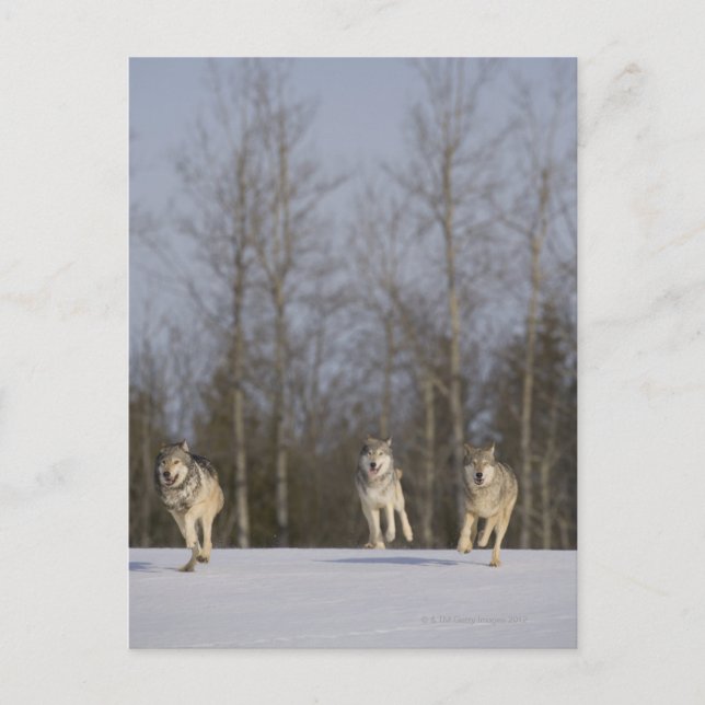 Captive, Duluth, Minnesota, USA 2 Vykort (Framsida)