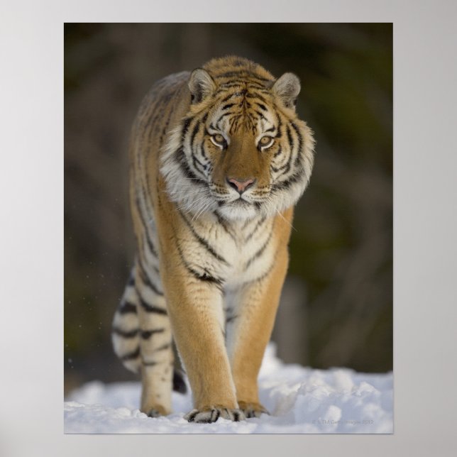 Captive, Duluth, Minnesota, USA Poster (Framsidan)