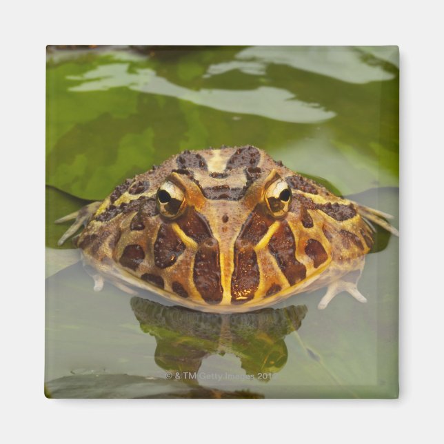 Captive, Nebraska, Förenta staterna Magnet (Framsidan)