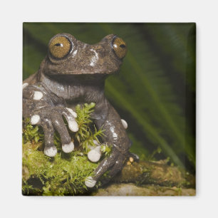 Captive Tapichalaca Träd Frosk Hyloscirtus 3 Magnet