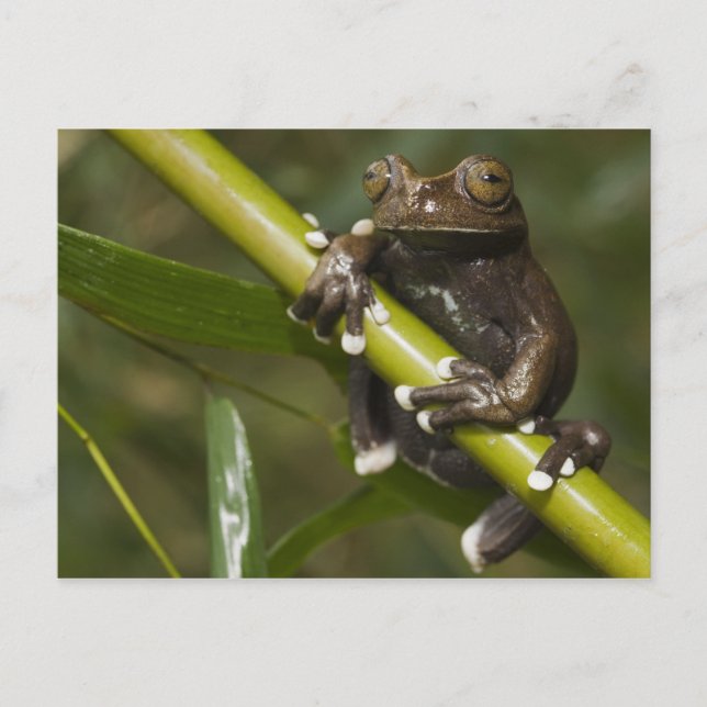 Captive Tapichalaca Tree Frog Hyloscirtus 2 Vykort (Framsida)