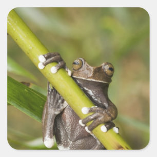 Captive Tapichalaca Tree Frog Hyloscirtus Fyrkantigt Klistermärke