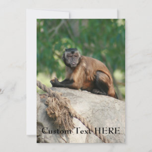 Capuchin Monkey Cute Men Cranky