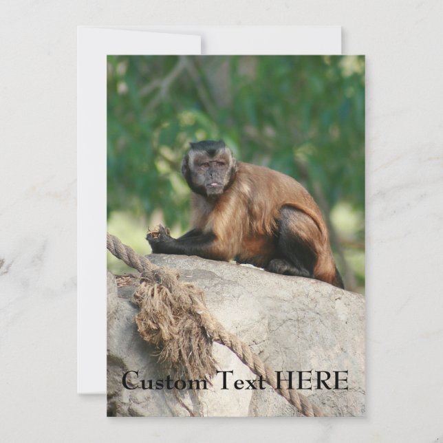 Capuchin Monkey Cute Men Cranky (Framsida)