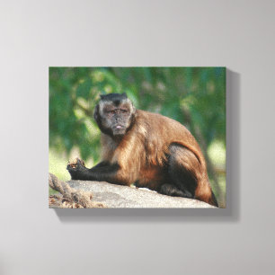 Capuchin Monkey Cute Men Cranky Canvastryck
