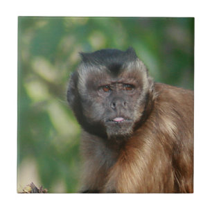 Capuchin Monkey Cute Men Cranky Kakelplatta