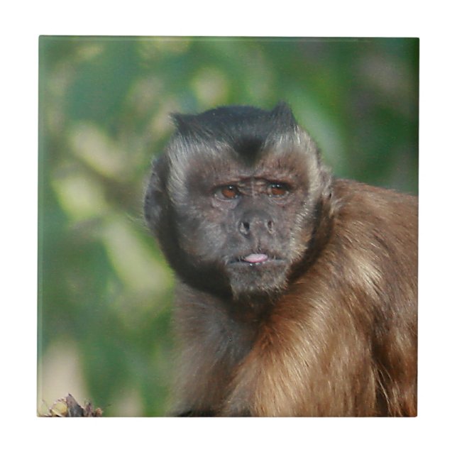 Capuchin Monkey Cute Men Cranky Kakelplatta (Framsidan)