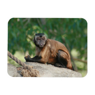 Capuchin Monkey Cute Men Cranky Magnet