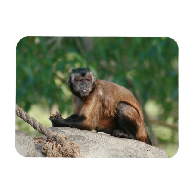 Capuchin Monkey Cute Men Cranky Magnet (Horisontell)