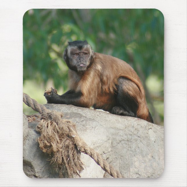 Capuchin Monkey Cute Men Cranky Musmatta (Framsidan)