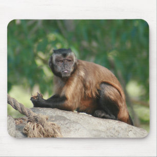 Capuchin Monkey Cute Men Cranky Musmatta