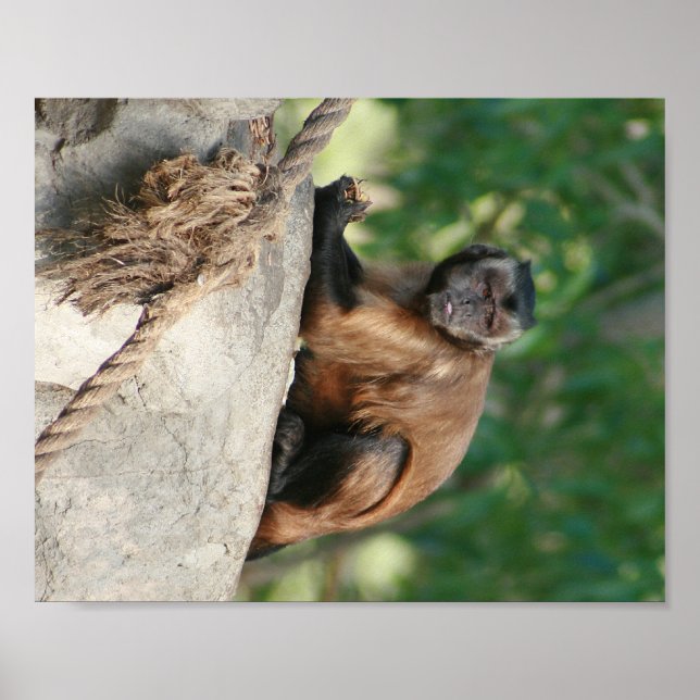 Capuchin Monkey Cute Men Cranky Poster (Framsidan)