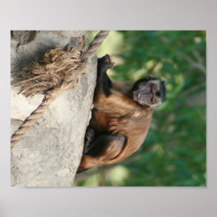 Capuchin Monkey Cute Men Cranky Poster