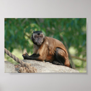 Capuchin Monkey Cute Men Cranky Poster
