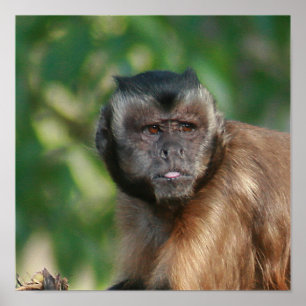 Capuchin Monkey Cute Men Cranky Poster