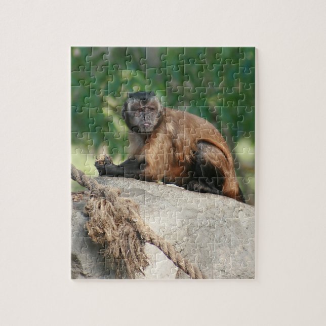 Capuchin Monkey Cute Men Cranky Pussel (Vertikal)