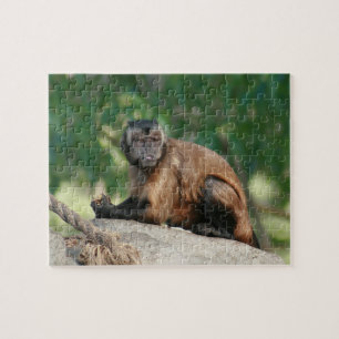 Capuchin Monkey Cute Men Cranky Pussel