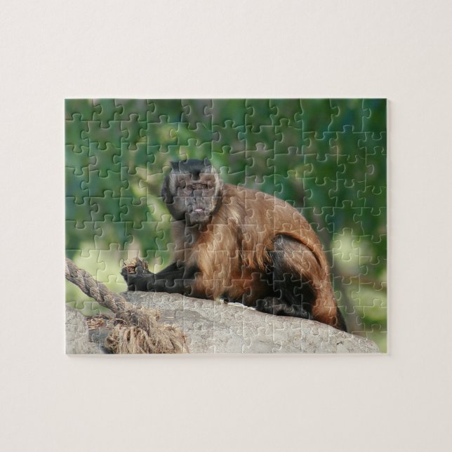 Capuchin Monkey Cute Men Cranky Pussel (Horisontell)