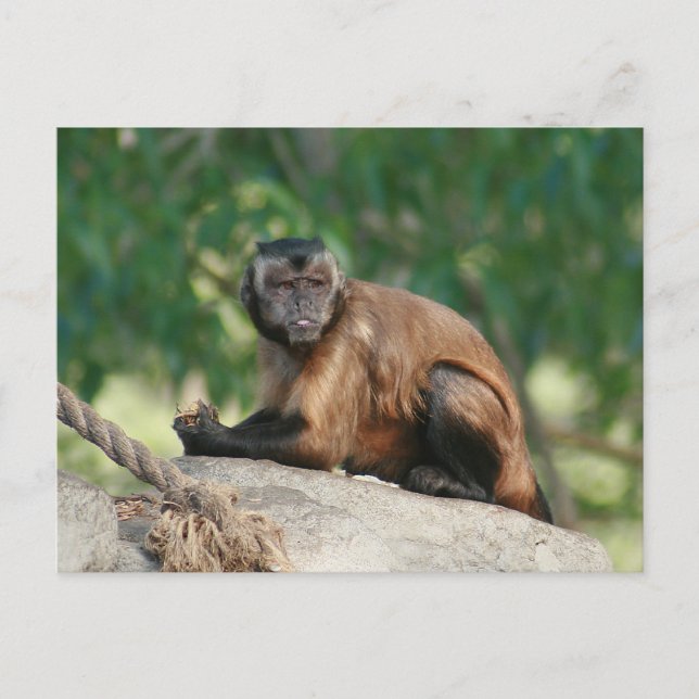 Capuchin Monkey Cute Men Cranky Vykort (Framsida)