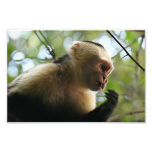 Capuchin Monkey Fototryck