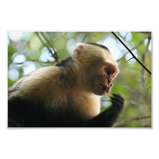 Capuchin Monkey Fototryck (Framsidan)