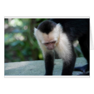 Capuchin Monkey.JPG Hälsningskort