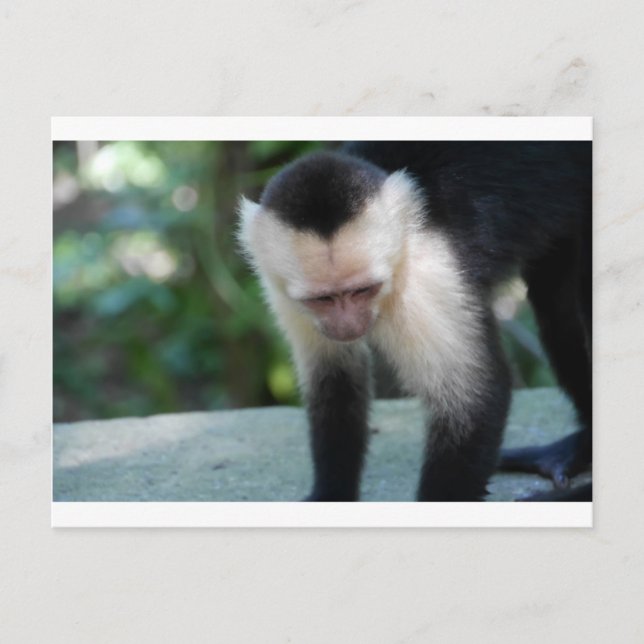 Capuchin Monkey.JPG Vykort (Framsida)