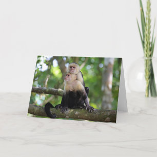 Capuchin Monkey Kort