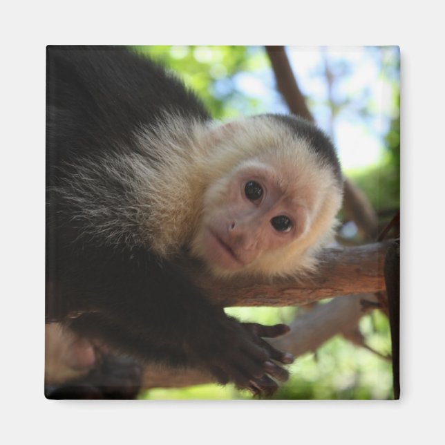 Capuchin Monkey Magnet (Framsidan)